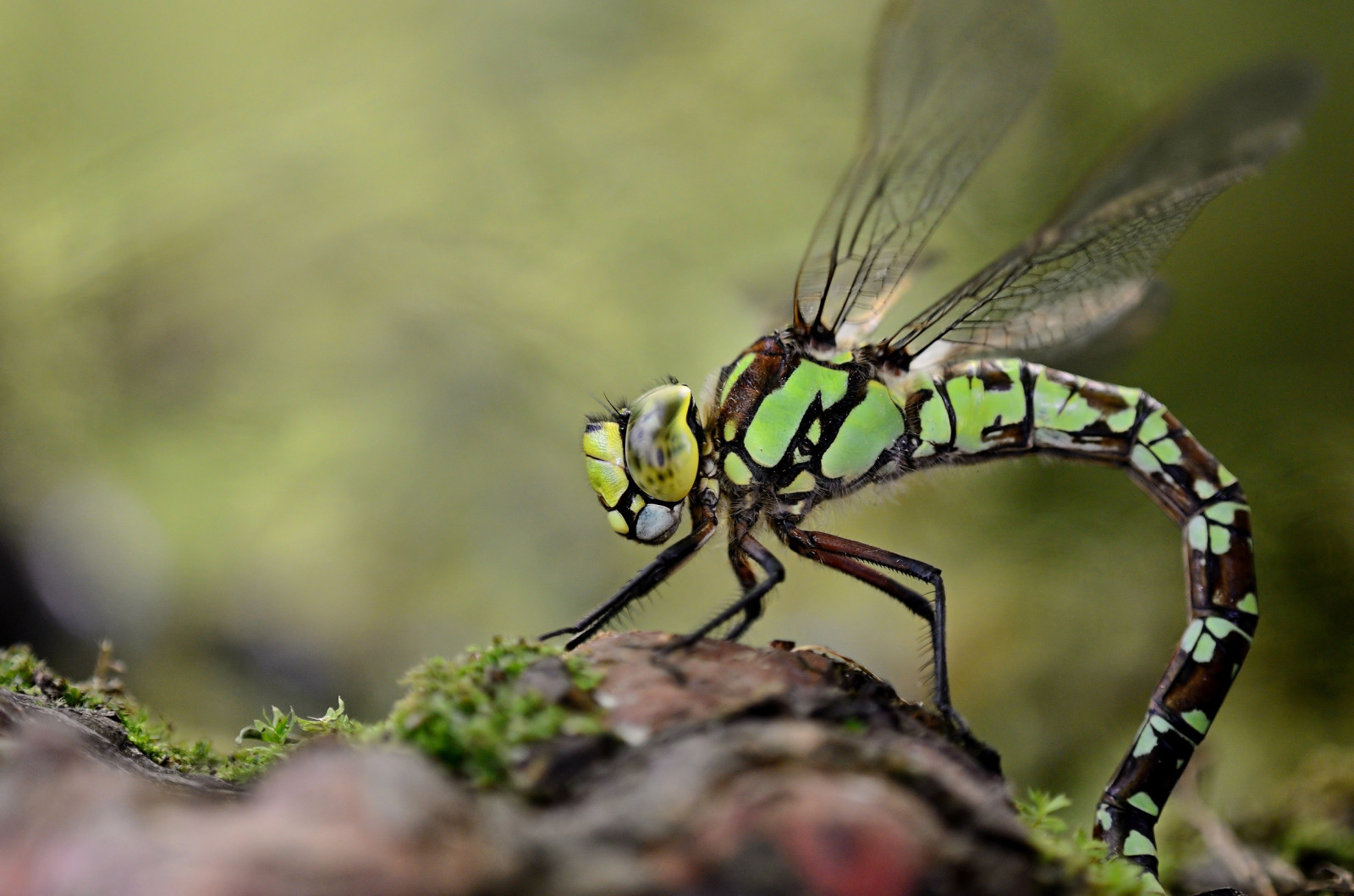 Linz, szitakötő, 14, DS, TC, pro, 300, F56, libelle, Garten, 32, telekonverter, Leopold, Odonata, Botanischer, Kenko, Aeshna, Cyanea, Edellibelle, Blaugr ne, Mosaikjungfer, St60, telekonverter, Iso560, Dgx, Fl250, Iso400800, Tamronspaf180mmf35dildifmacro, D7000, Groslibelle, Kepplinger, Ta180, Y2013, Fl200250, St50100, Fotflick65, Ym07