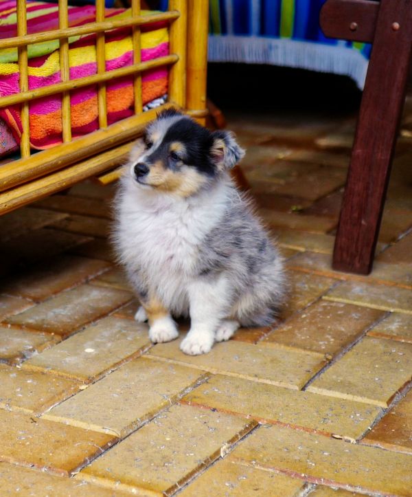 개,Shetland Sheep Dog,1440x1736 px