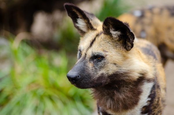 l'automne,portrait,chien,Afrique,sauvage,tomber