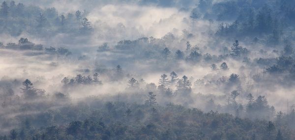 trees,landscape,forest,nature,sunlight,sky