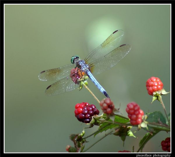 makro,blå,rød,natur,nærbilde,frukt