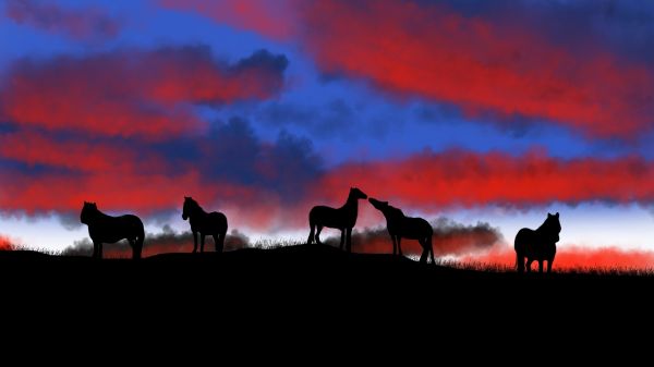 himmel,Sky,hest,atmosfære,Natural landscape,efterglød