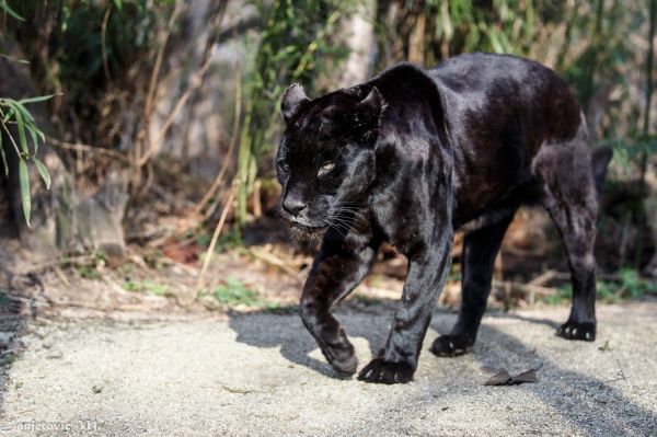 Jaguar,Дикая кошка,Хищник,Пантера,ходить