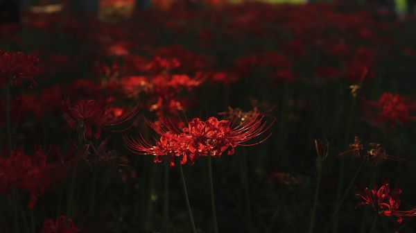 planter,blomster,natur,nærbilde,blomsterhage