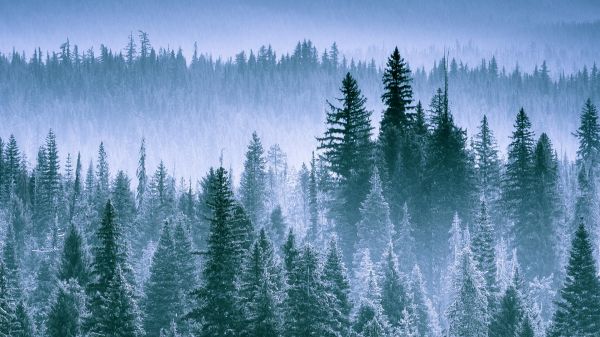 Smoky Mountains,Árvores,natureza,panorama,Thielsen,Oregon