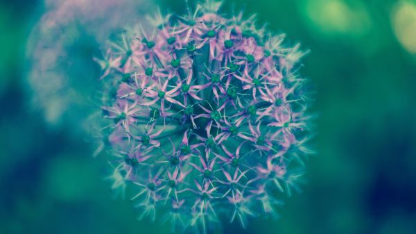 Flor del cosmos,4605x2591 px,naturaleza