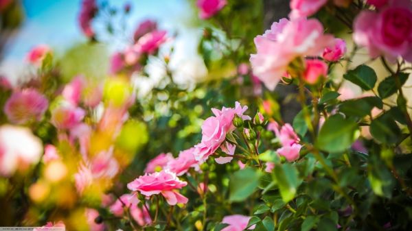 Profundidade de campo,Flores,flores cor de rosa,1366x768 px,rosa