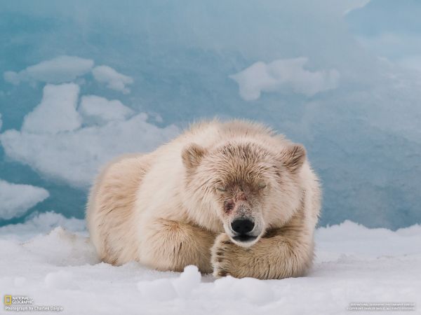 eläimet,karhut,Arktinen,naali,Harmaakarhu,tundra