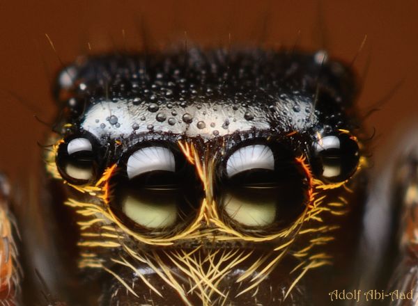 macro,ojo,agua,de cerca,marrón,araña