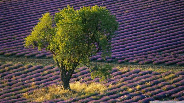 paysage,des arbres,champ,vert,lavande,France