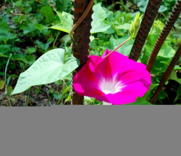 Glória da manhã,flor,acessórios,Verdes