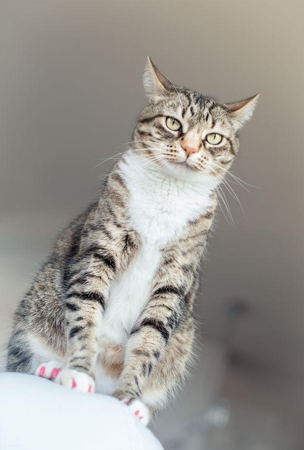 gato,pelaje,bigotes,Animales,Maine Coon,Gato salvaje