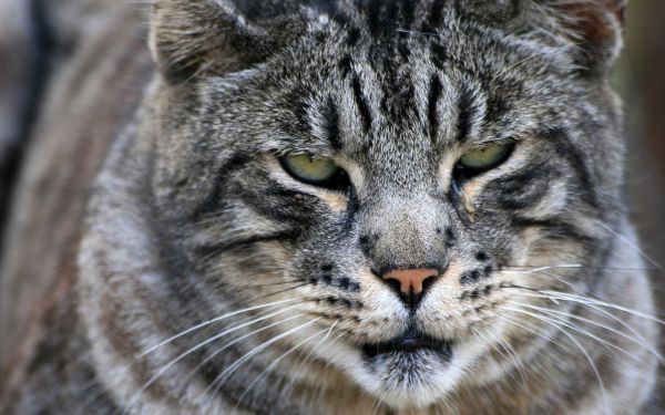 negro,gato,asiático,fauna silvestre,pelaje,a rayas