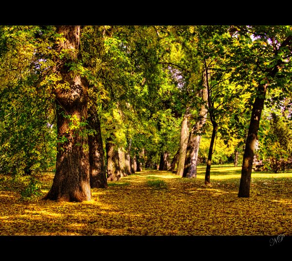 solljus, träd, natur, skog, falla, parkera