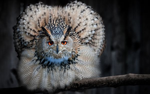 uccelli, animali, fotografia, natura, uccello rapace, gufo