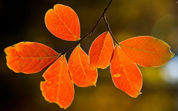 zonlicht, bladeren, natuur, macro, tak, geel