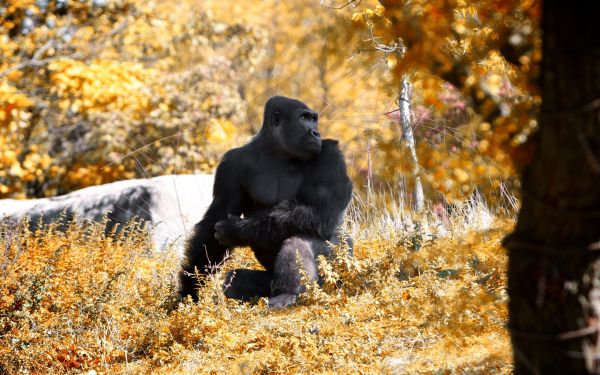 Tiere,Tiefenschärfe,Tierwelt,Gorillas,Affe,Baum