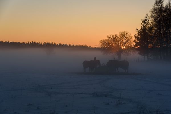 Afsnikkor241204gvr,Nikond750,Uppsalal n,Sverige,Schweden,Nebel