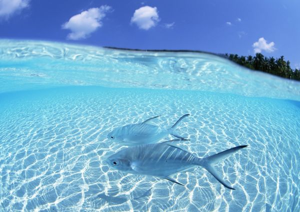 魚,浅い水,島,蒸気