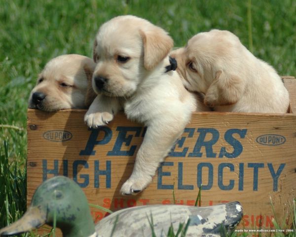 Weiß,Hund,Welpen,Labrador,Labrador Retriever,Welpe