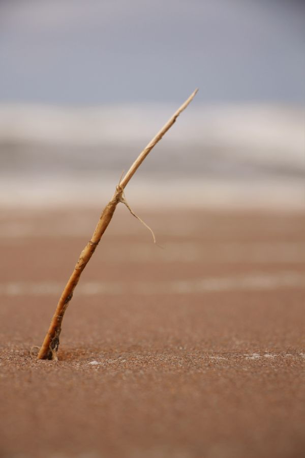 luce del sole,natura,sabbia,spiaggia,legna,fotografia