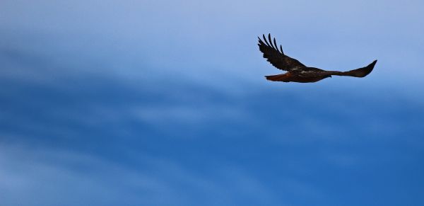 natur,himmel,dyreliv,Canon,rovfugl,flying