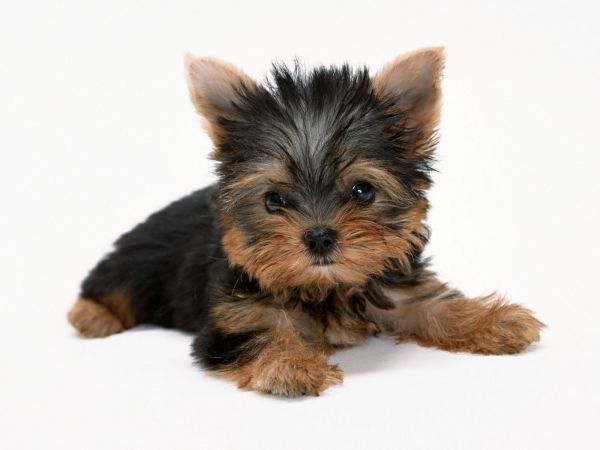 animals,dogs,puppies,terrier,1600x1200 px,background