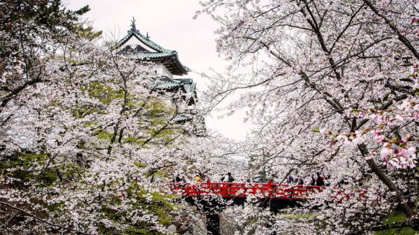 gren,körsbärsblom,blomma,japan,slott,vår