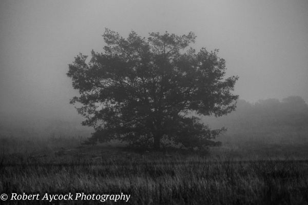 Nebel, Nebel, Atmosphäre, Baum, Schwarz und weiß, Monochrome fotografie