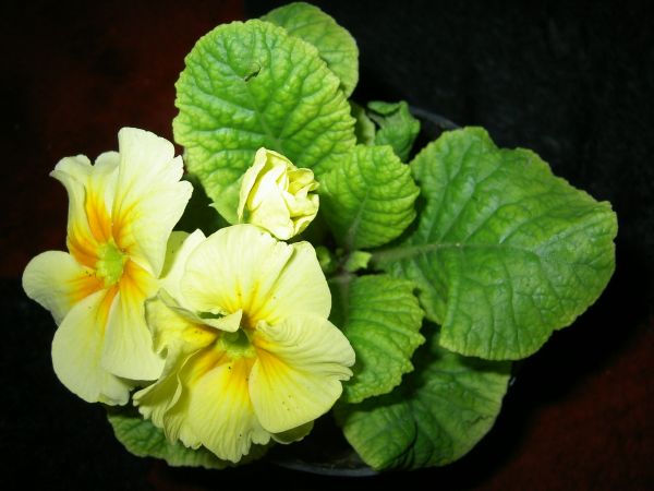 flor,interior,maconha,sai