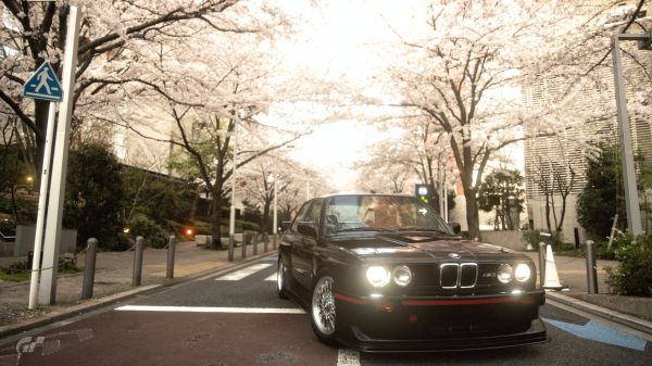 Primavera,carro,veículo,Japão,Flor de cerejeira,BMW