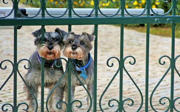 uitkijken,miniatuur schnauzer,hond,hek,traliewerk,paar