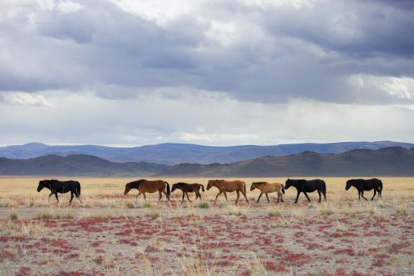 nuvem,céu,montanha,cavalo,Natural landscape,terrestrial animal