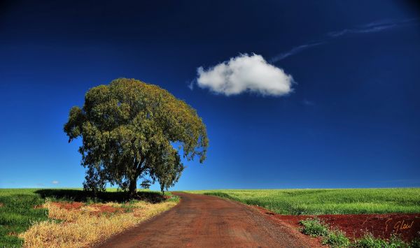 landschap,zonlicht,bomen,heuvel,natuur,gras