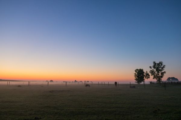 日光,風景,日没,草,空,うま