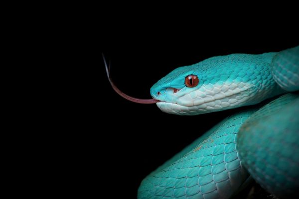 Turquesa,Fondo simple,fondo negro,tongue out,serpiente,Reptiles