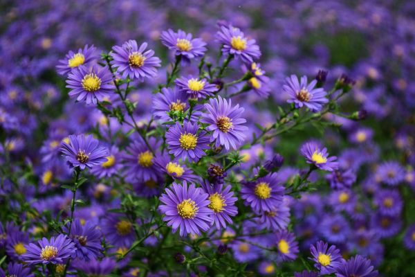 floare,plantă,Violet,botanică,petală,iarbă