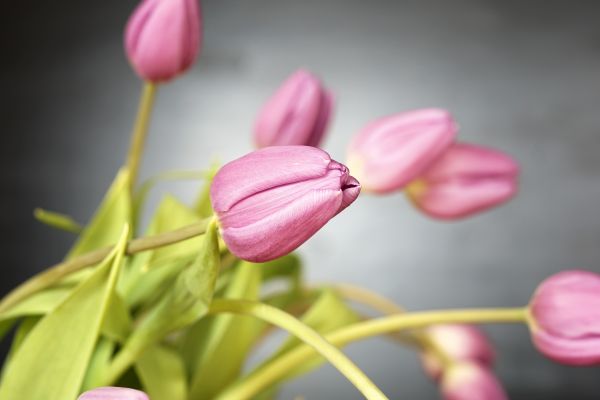 フラワーズ,チューリップ,花,ピンク,花,工場