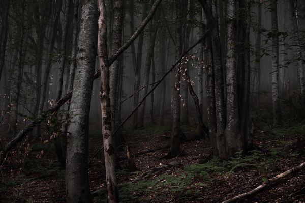 oscuro,bosque,Árboles,fotografía,naturaleza,niebla