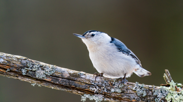 spætmejse,rovfugl,natur,fotografering,blurry background,dybdeskarphed