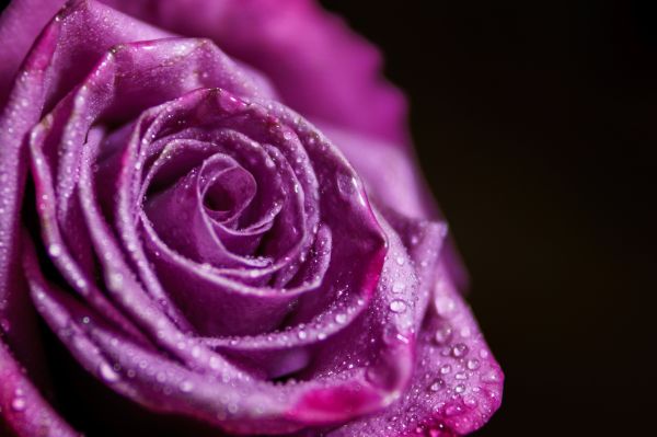 花,厂,紫色,花瓣,Hybrid tea rose,flash photography