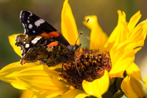 floare, natură, fotografie, fluture, insectă, galben