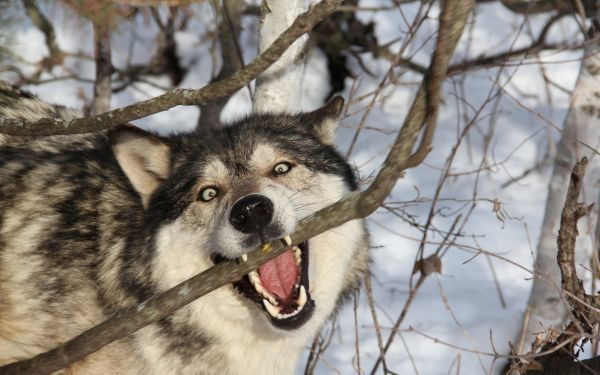 chien,faune,Loup,hiver,branche,les dents