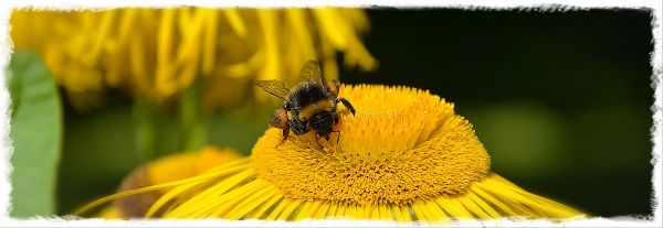 blomma,natur,blommor,sommar,växt,fleur