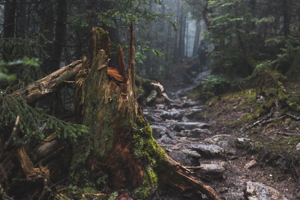 forest,tree stump,6000x4000 px,mist,path,rock