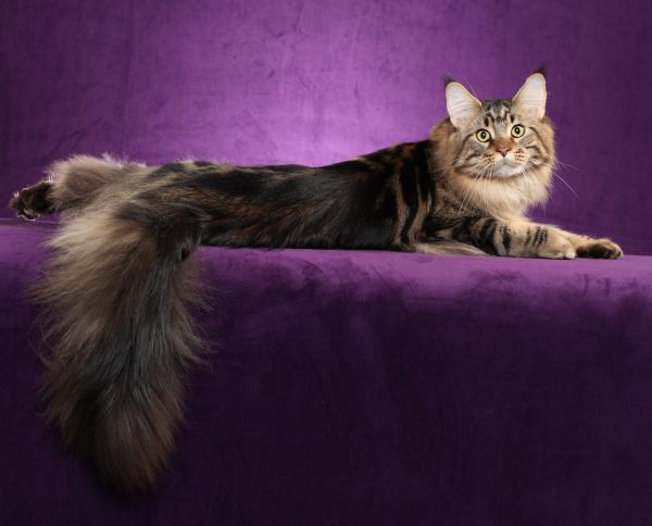 Maine Coon,gatto,soffice,coda