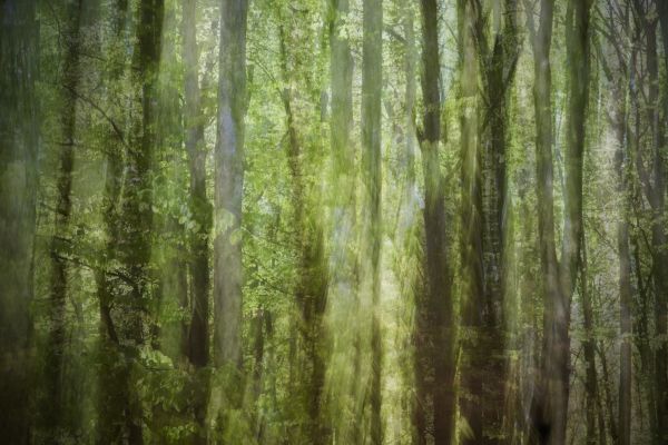 nature,sunlight,trees,forest,grass,green