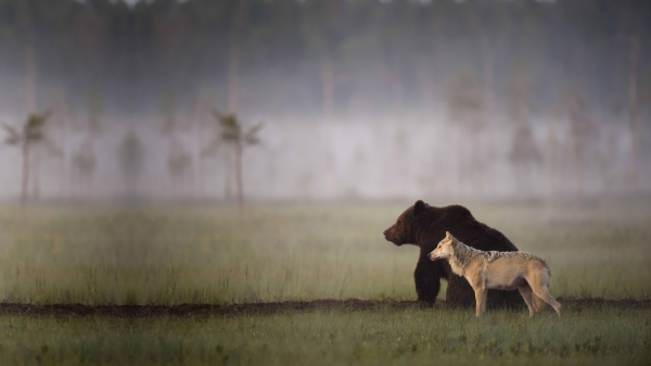 natura,animali,lupo,orsi