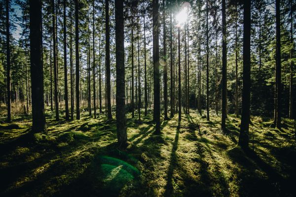 træer,natur,Skov,grøn,sollys