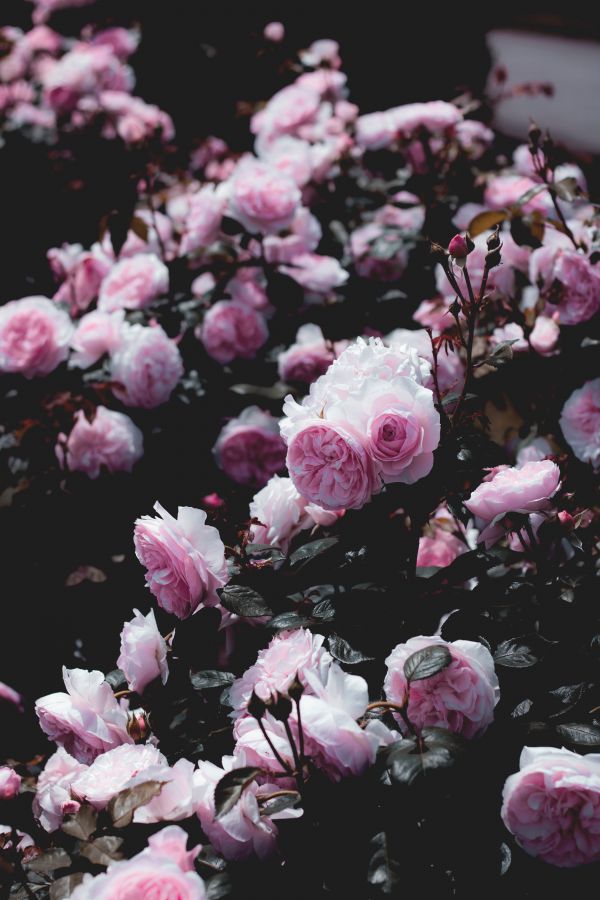 fiori,rosa,natura,fotografia